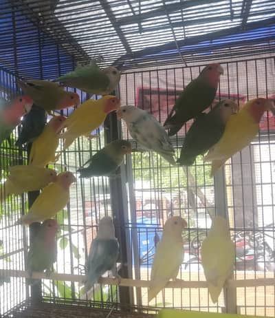 Love birds for