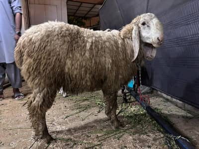 Sheep/Dumba