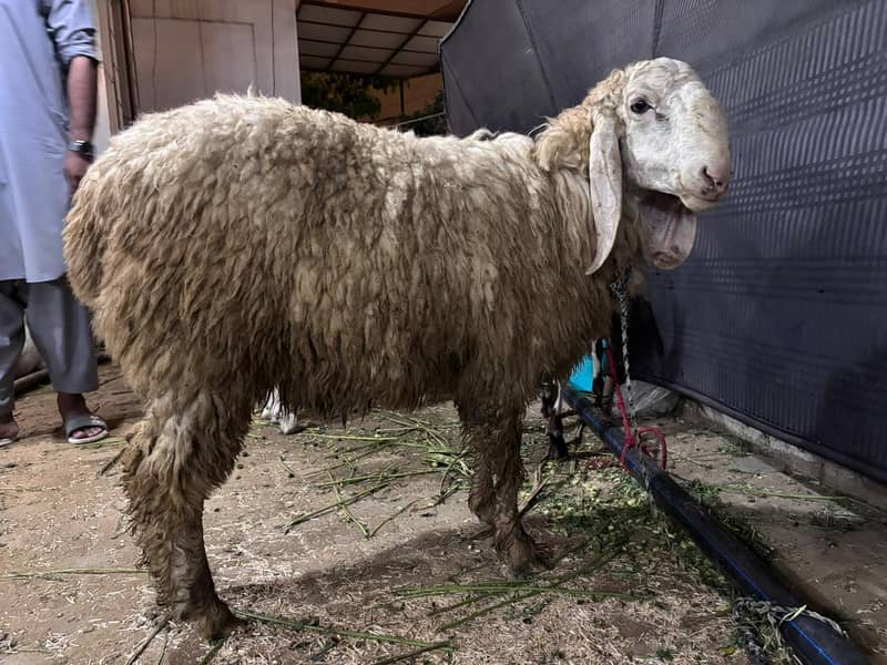 Sheep/Dumba 0