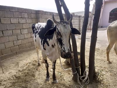 Qurbani Cow  For Sale