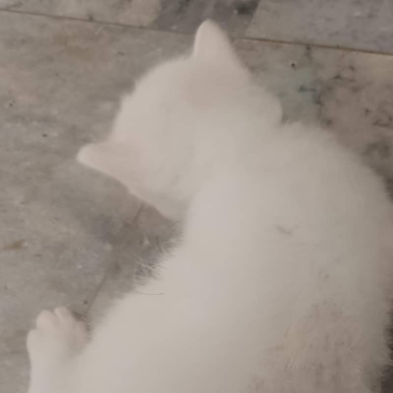 nice look persion kitten 5