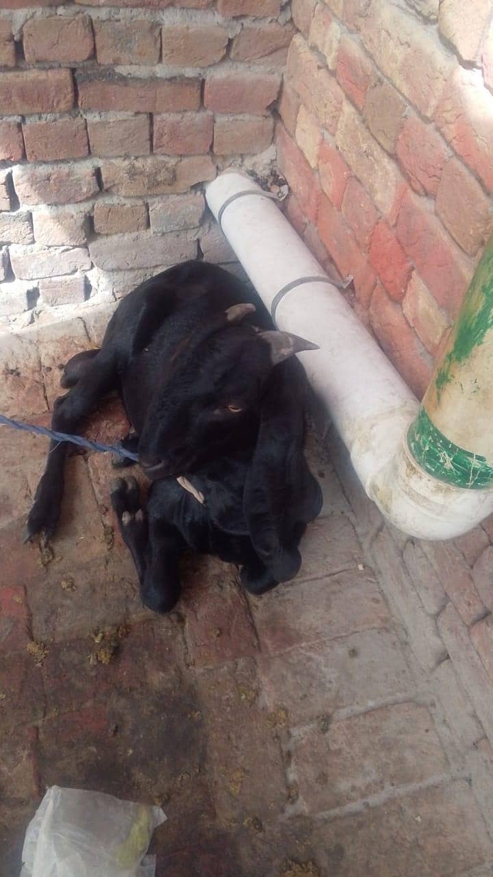 Desi bakra 0