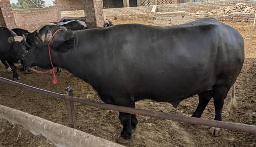 buffalo for sale