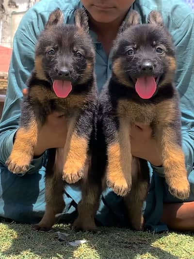 Double cord German Shepherd, pair 2  month for sale