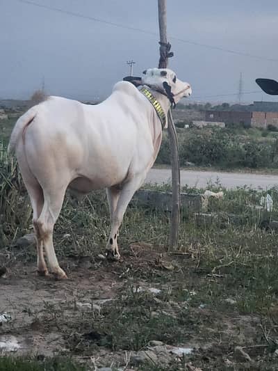 fatajagi bulls for sale