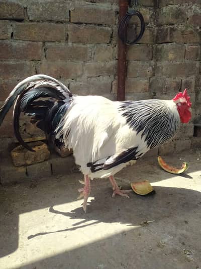 light Sussex . pure blood line