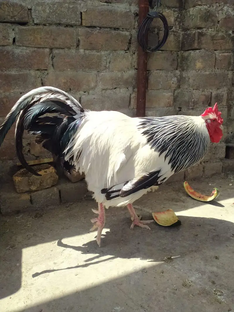 light Sussex . pure blood line