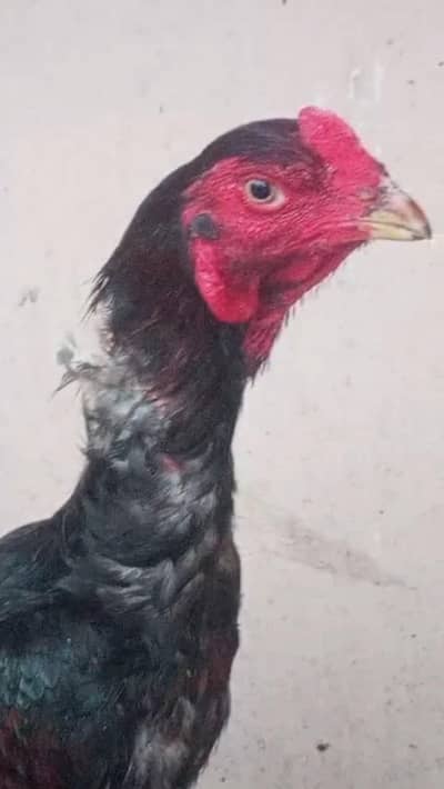 aseel murga black beauty jis ko chez ki pachan ho vo he rabtha karo