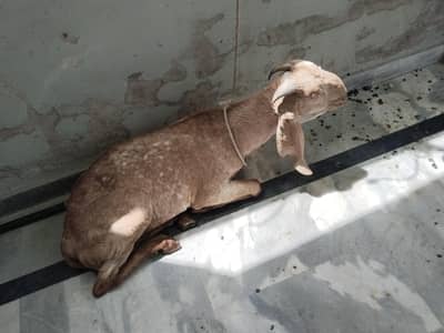 qurbani ka lia dasi bakry