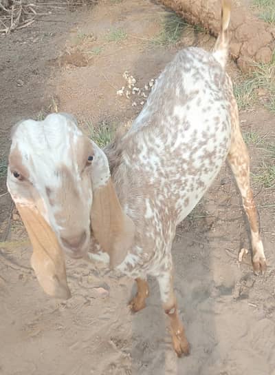 Qurbani ka Bakra