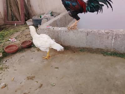 White heera female lakha mushka male