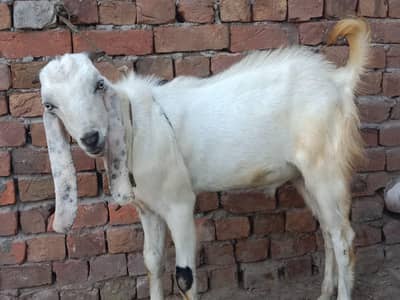 Desi bakra