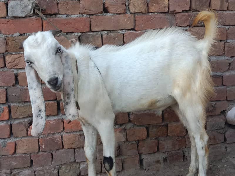 Desi bakra 0