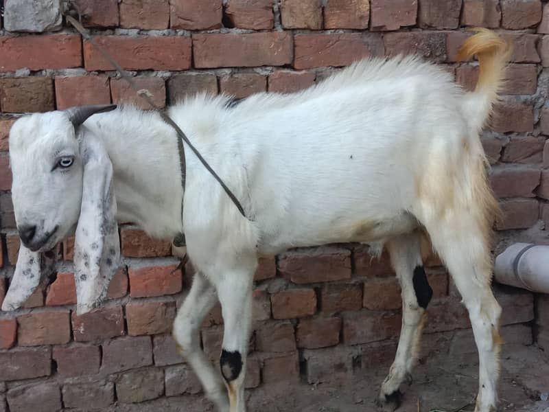 Desi bakra 2