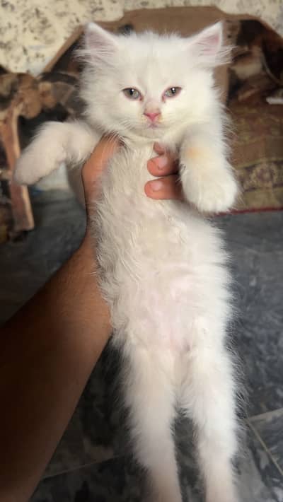White Female 2 month persian