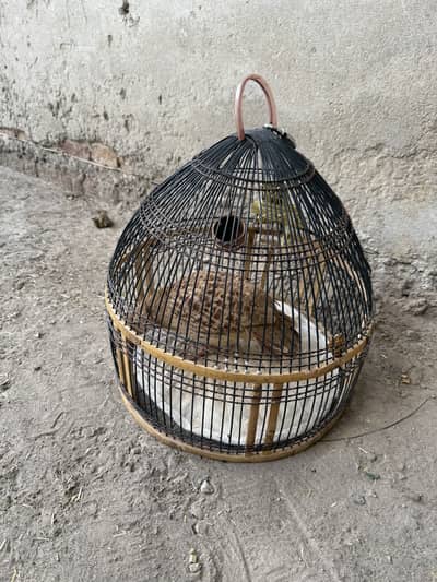 Irani teetar for sale    Only male a