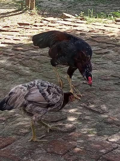 Aseel pair for sale