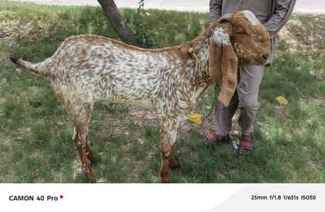bakra