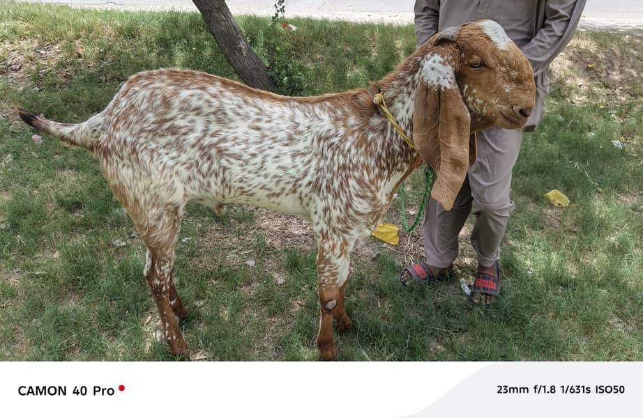 bakra 0