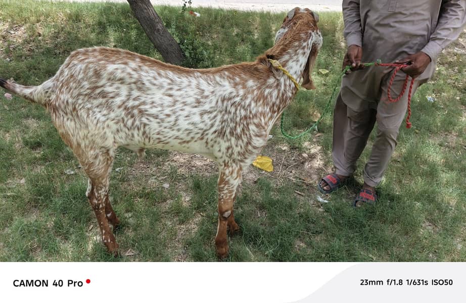 bakra 1