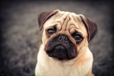 pug female on heat