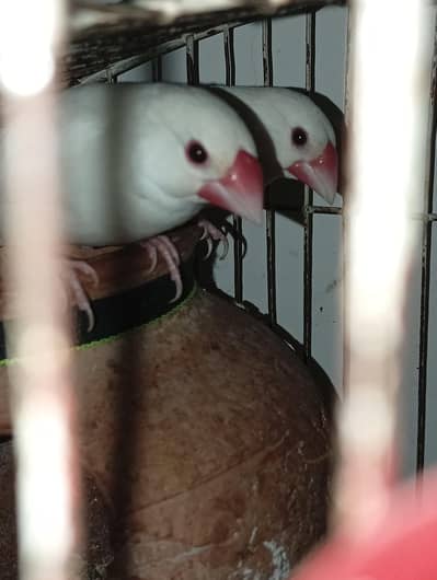 white Java black eyes