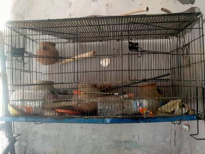 cage for sale