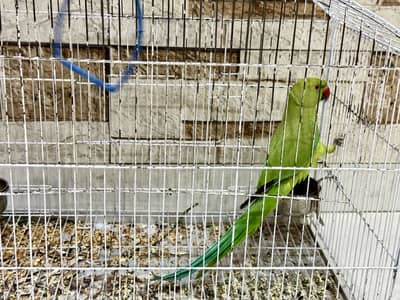 Parrot for sale with cage