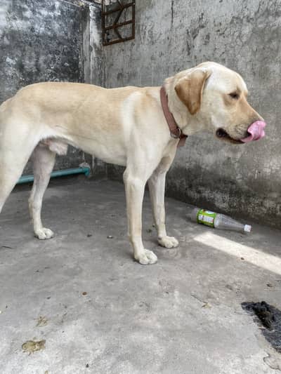 Labrador for sale