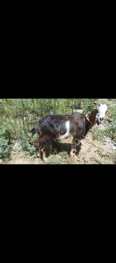 Goats for sale on low prize blackand white