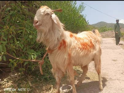Bakra Gar ka