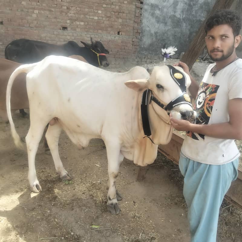 bilal 1
