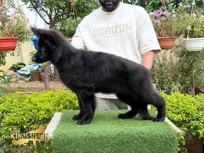 SUPERB QUALITY BLACK GERMAN SHEHPERD PUPPY FOR SALE