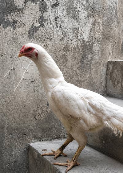 White Shamo Female Healthy Active Pure Breed For Sale