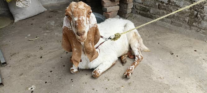 Makhi Cheeni Bakri