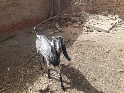 Qurbani Bakri