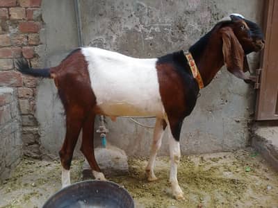 4 tetteh Bakra