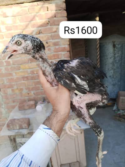 pure mianwali aseel chicks