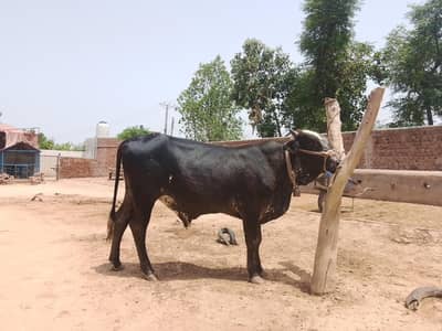baflo