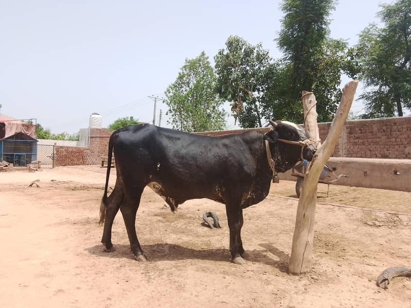 baflo 0