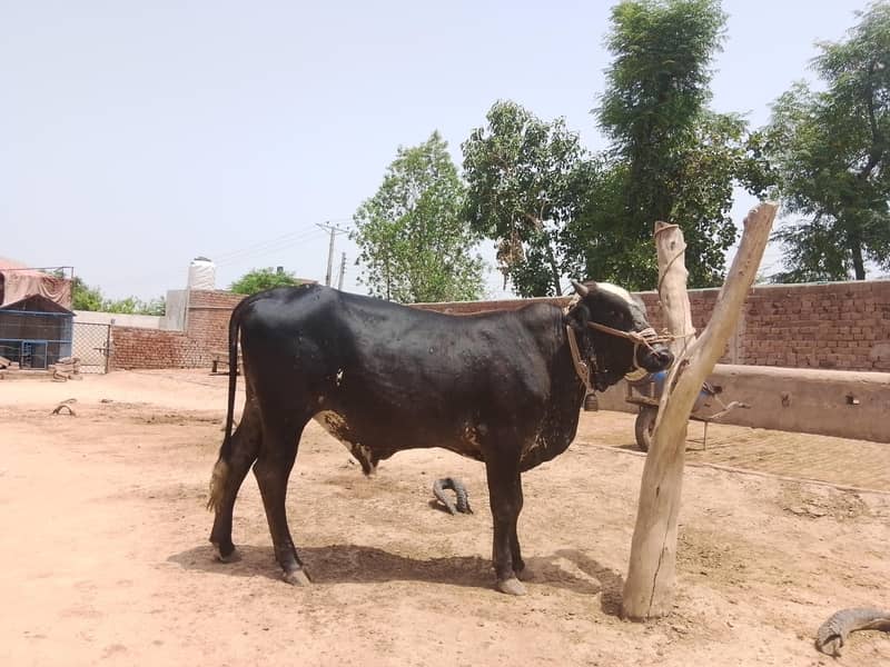 baflo 1