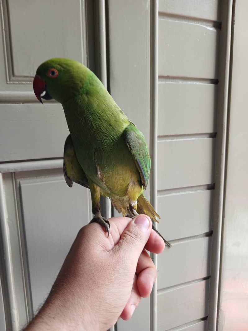 parrot 0