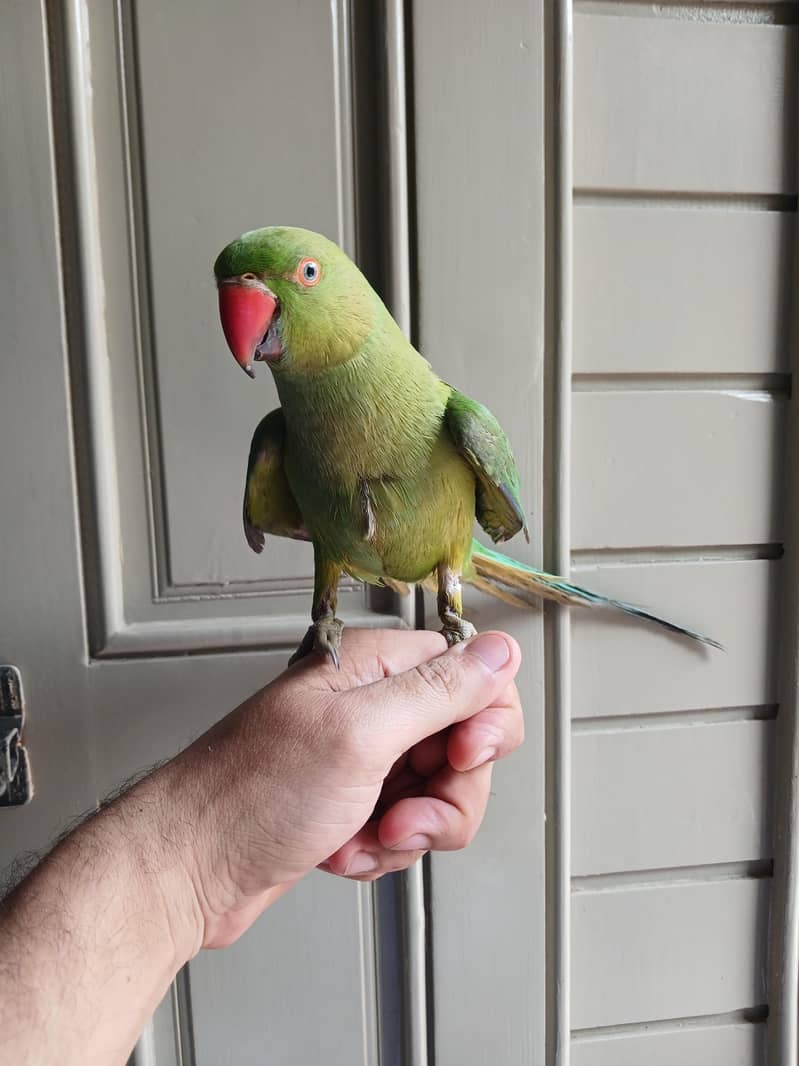 parrot 1
