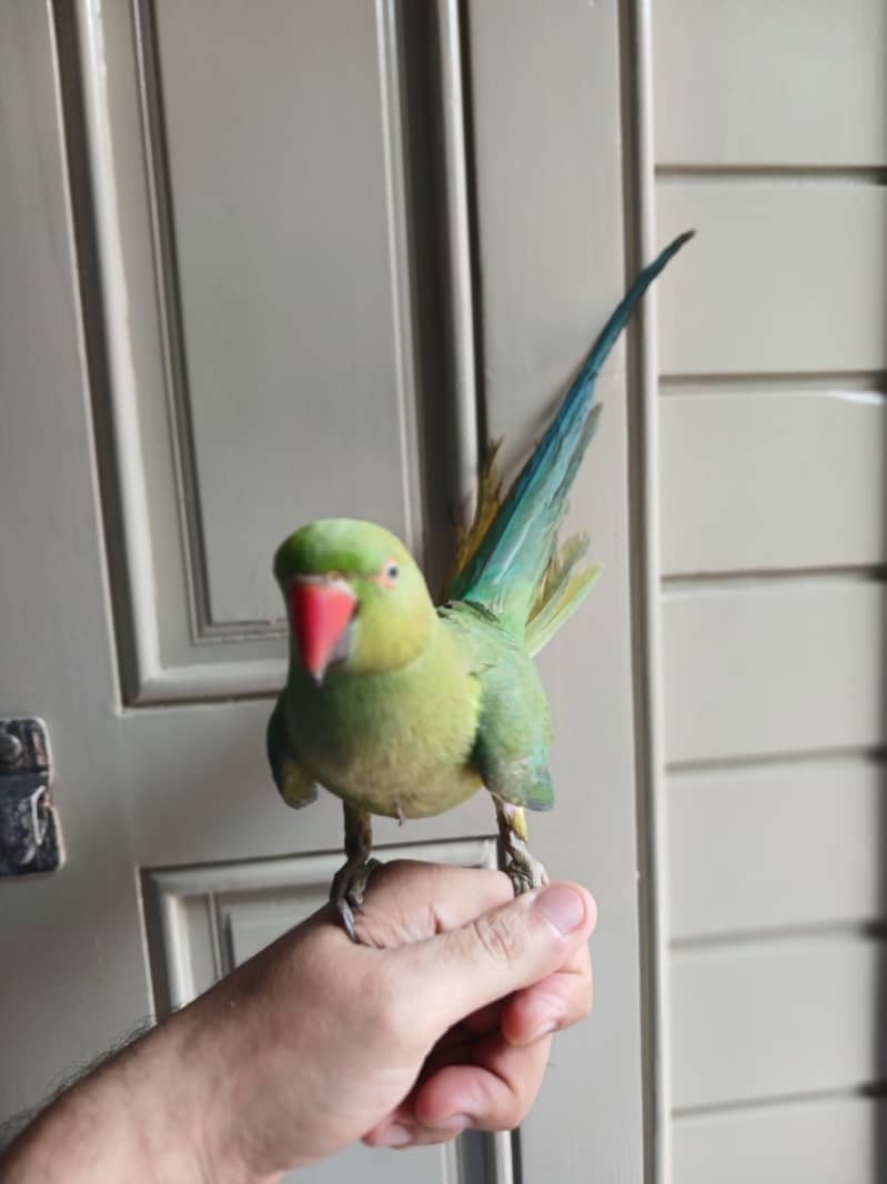 parrot 2