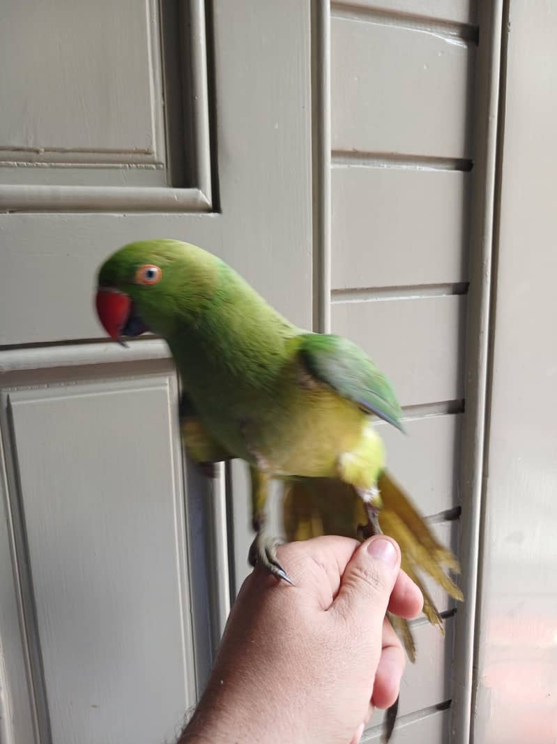 parrot 3