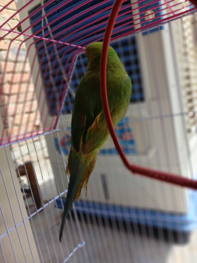 parrot 4