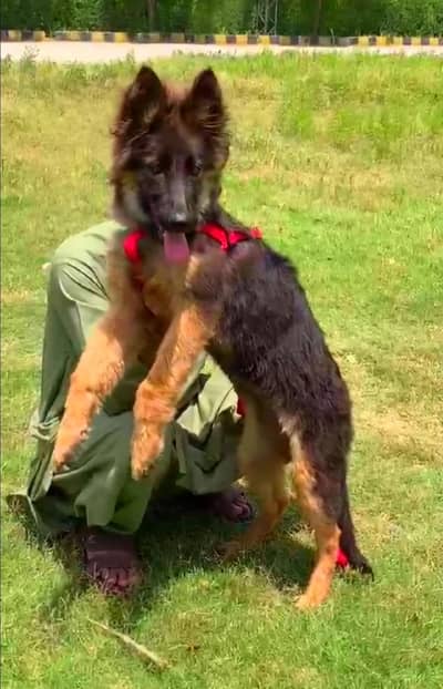 German Shepherd long code female 3 mahine age for sale