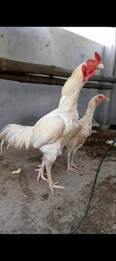 Pure Heera Aseel  Pair