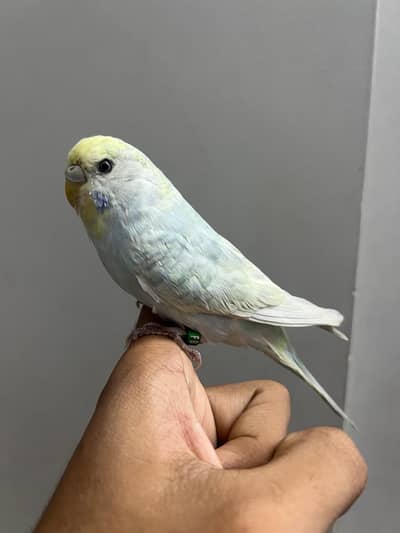 Rainbow  king working