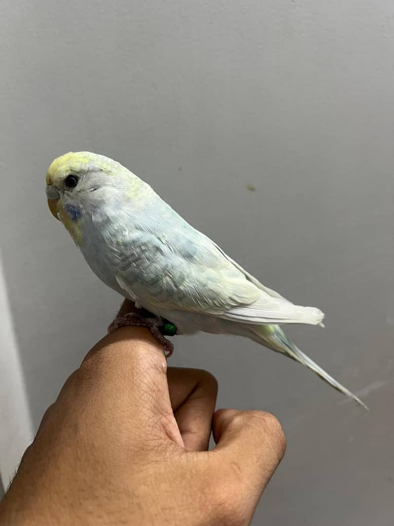 Rainbow  king working 1